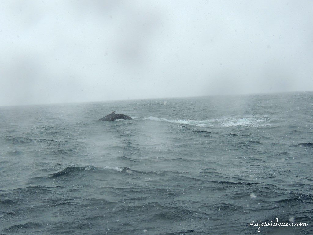 Ballena Islandia