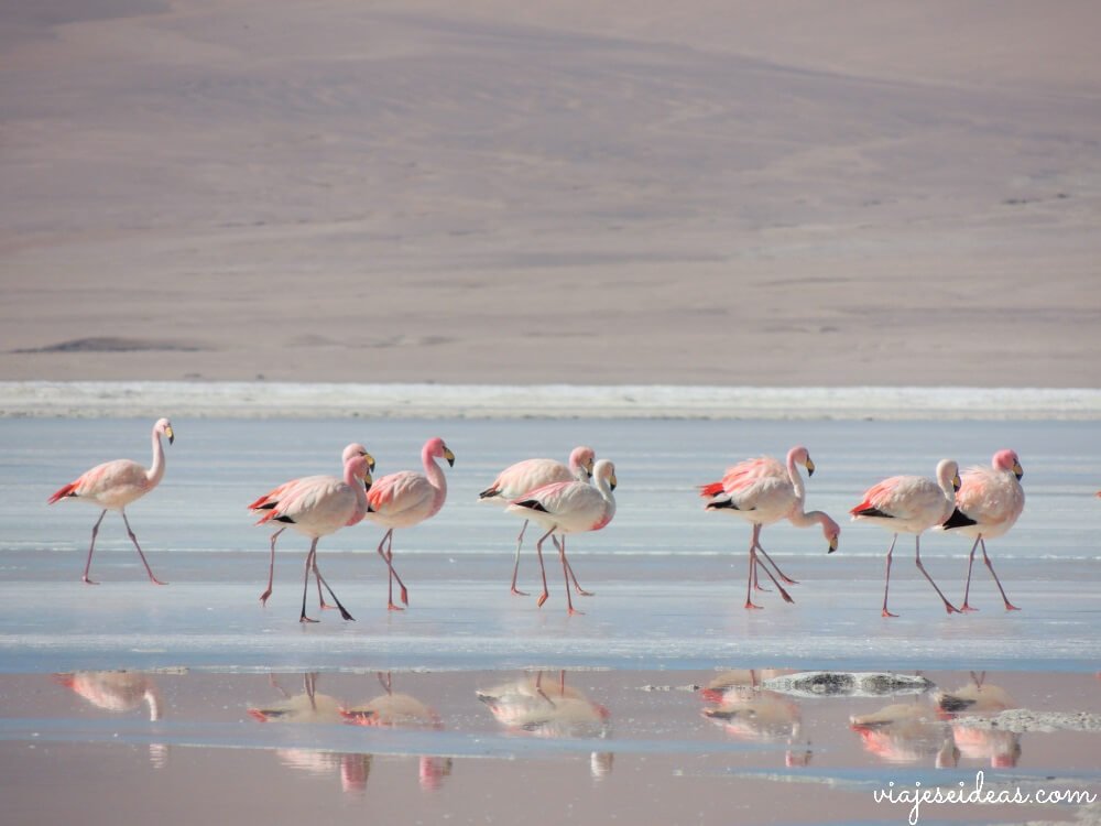 Laguna Honda, tour por el Salar de Uyuni