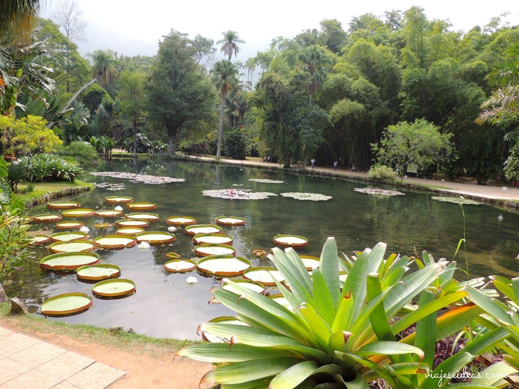 Nenúfares en el Jardín Botánico de Río de Janeiro
