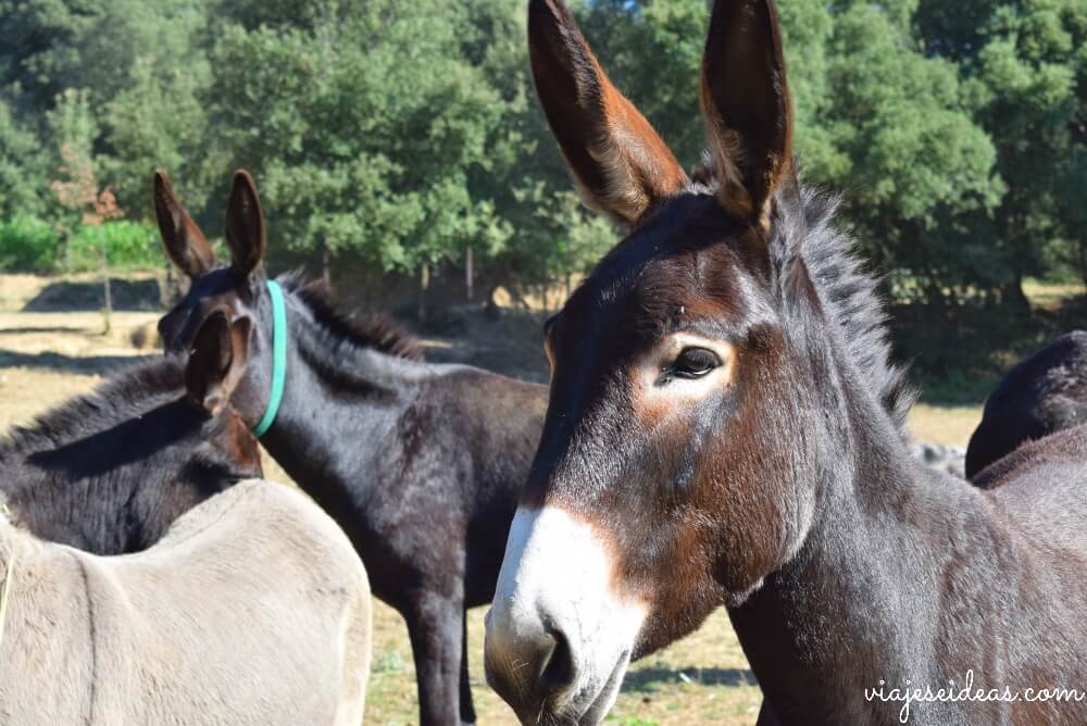 Rukimon, Dosrius, visitar el Maresme