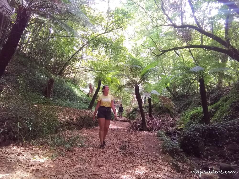 Visitar el Bosque de Busaco, helechos