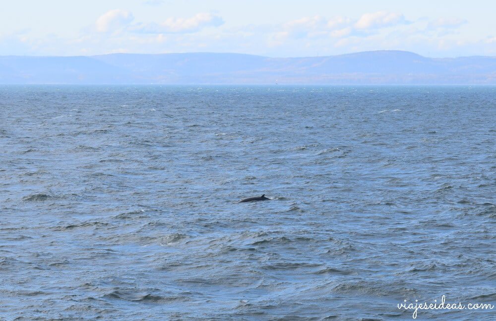 Que hacer en Quebec, ver ballenas