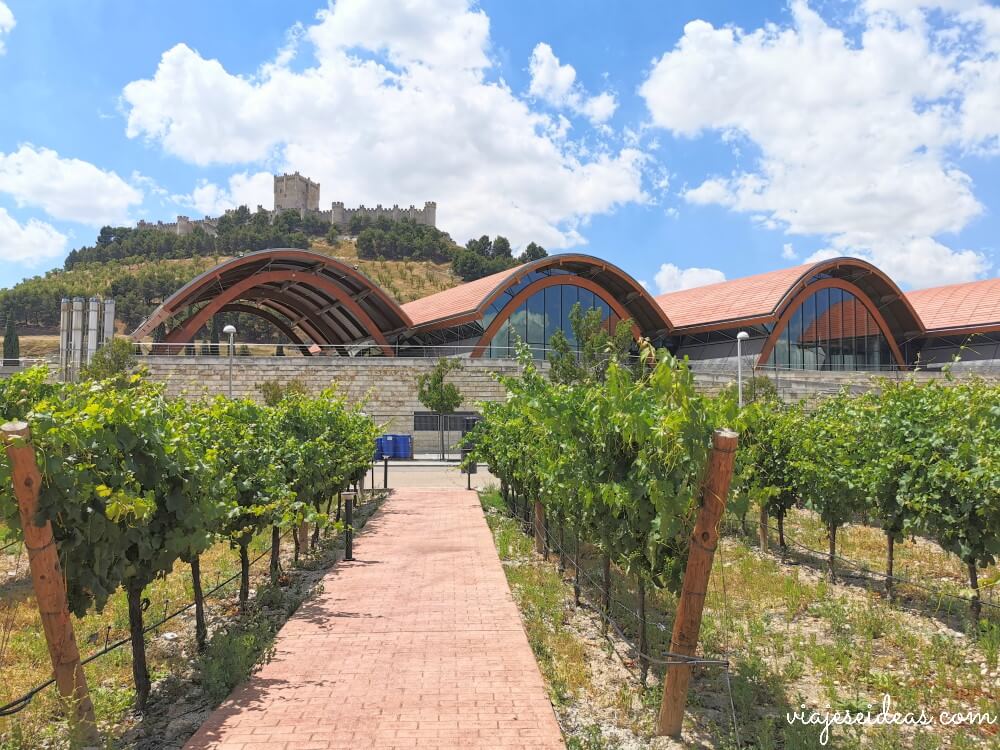 Que hacer en Peñafiel, bodegas