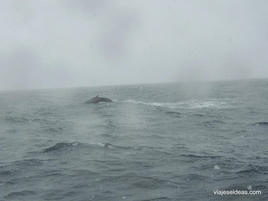 Lomo de una ballena en la superficie del mar