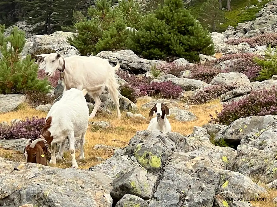 Cabras en la montaña